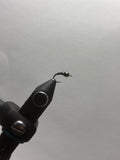 Zebra midge