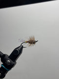 Brown buck bug yellow/red butt with flash