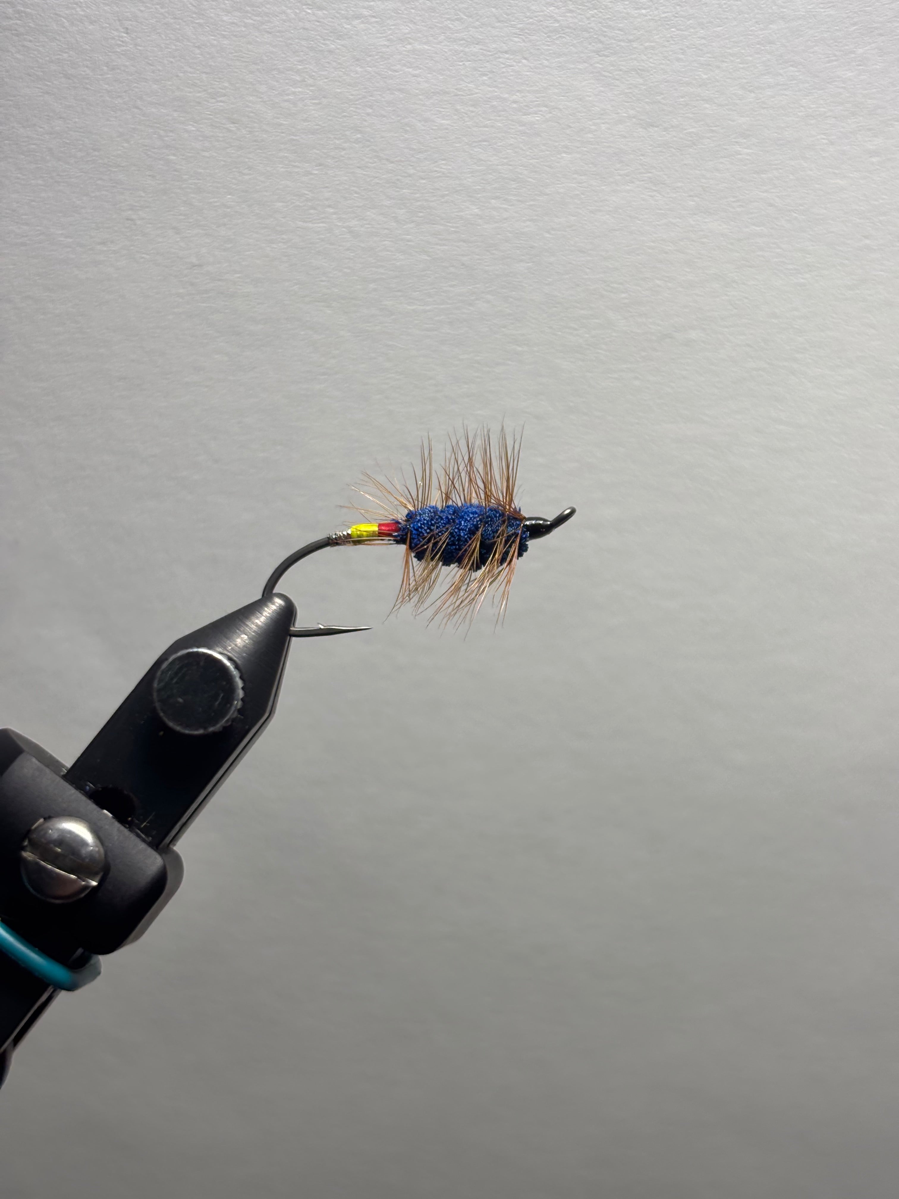 Blue buck bug yellow/red butt