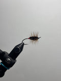 Black buck bug red butt