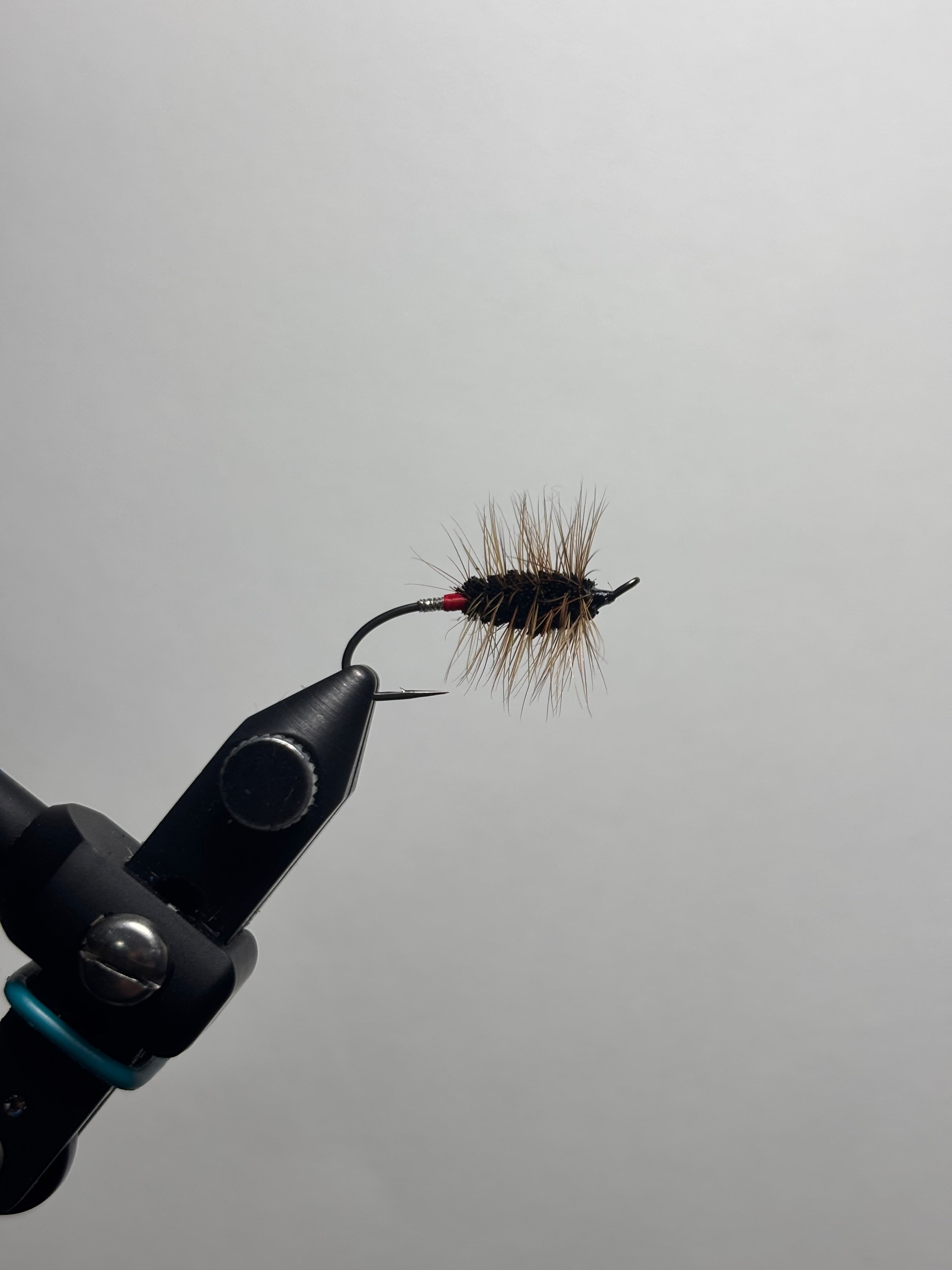 Black buck bug red butt