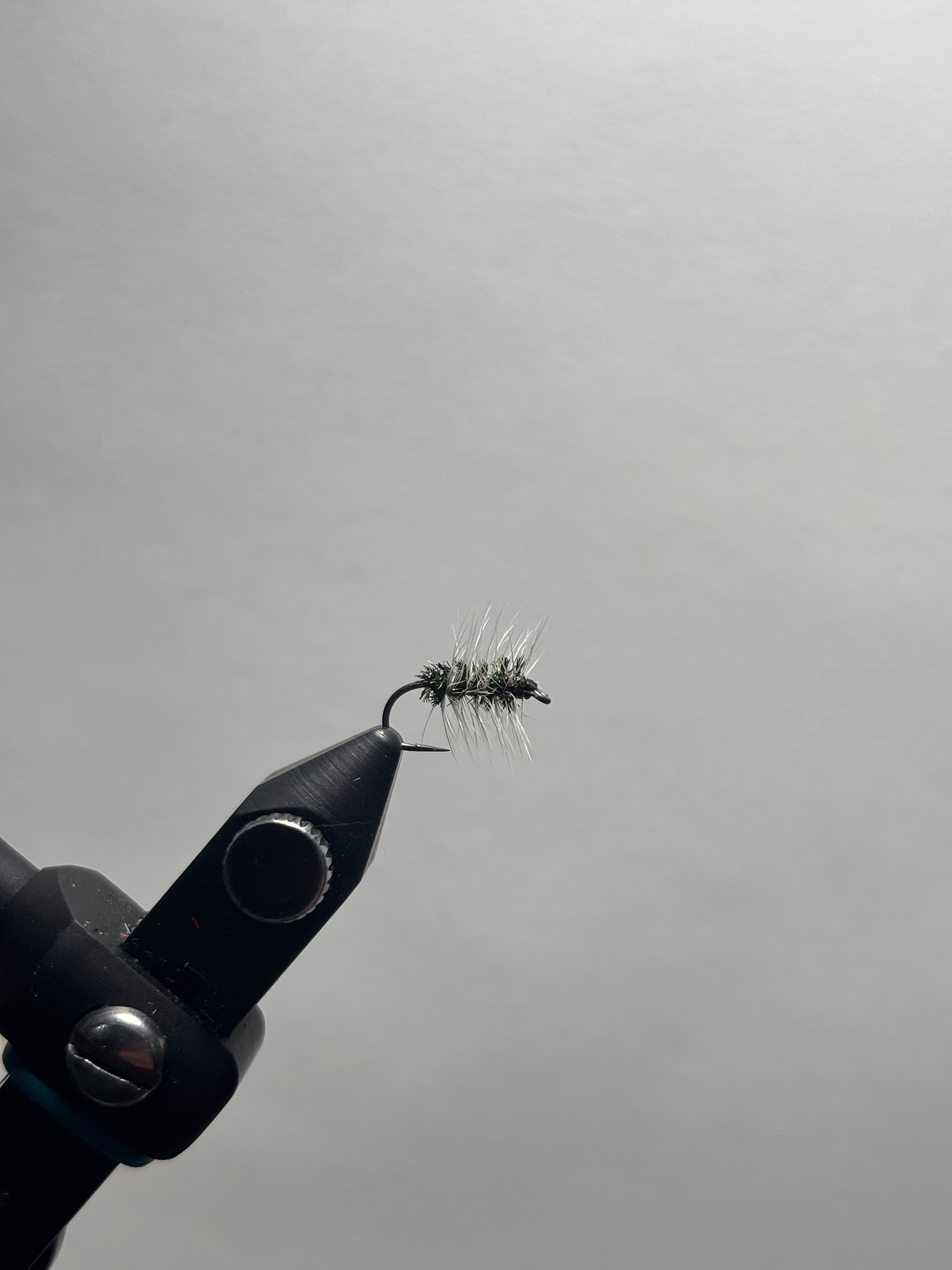 Griffiths Gnat